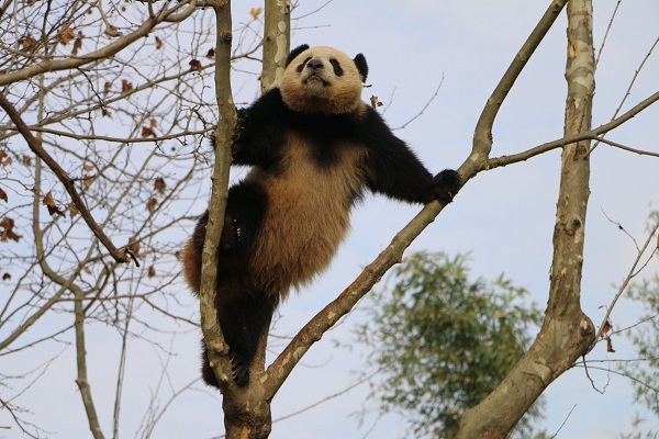 Заповедник панд в Чэнду