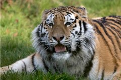 Парк Сибирских тигров|Харбин Достопримечательность