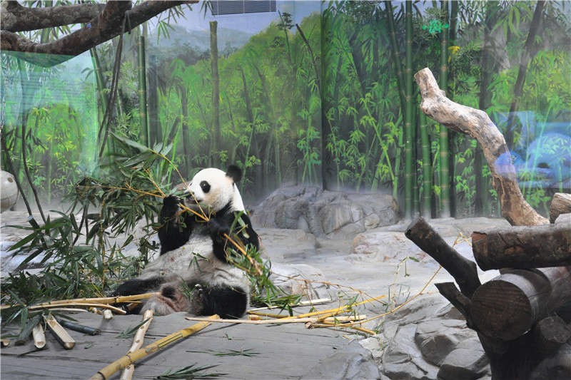 панды в Сафари-парк Чимелонг Гуанчжоу