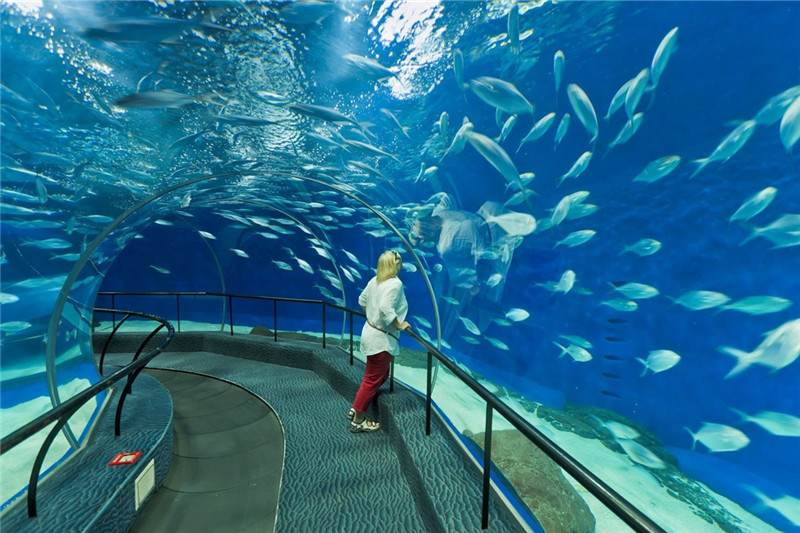 В Шанхайском океанариуме живут 300 видов крупных морских животных