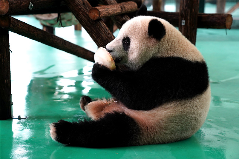 Шанхайский зоопарк-панда