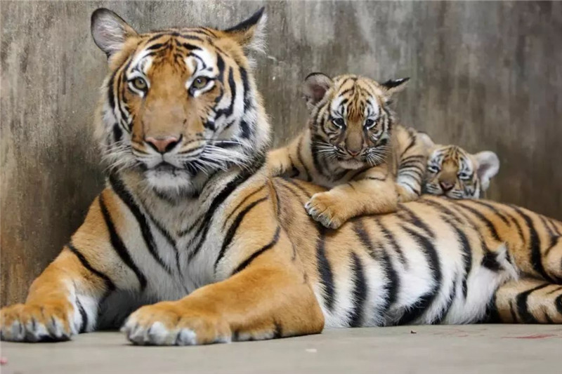 Шанхайский зоопарк-тигра