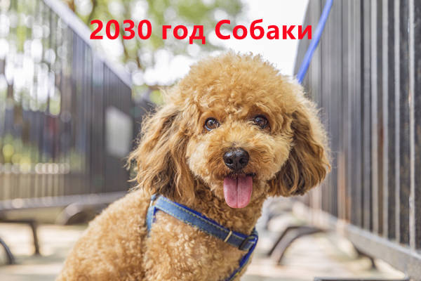 2030 год Собаки