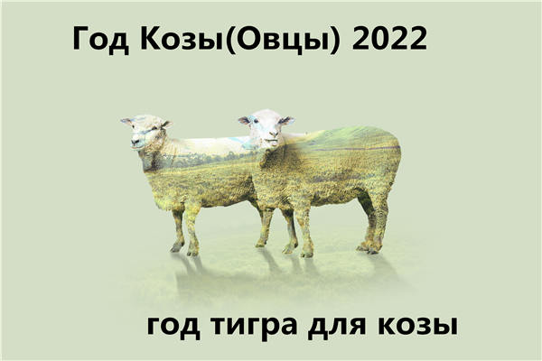 Год Козы(Овцы)