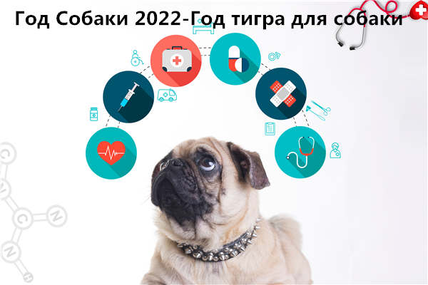 Год Собаки 2022 по месяцам(Год тигра для собаки)