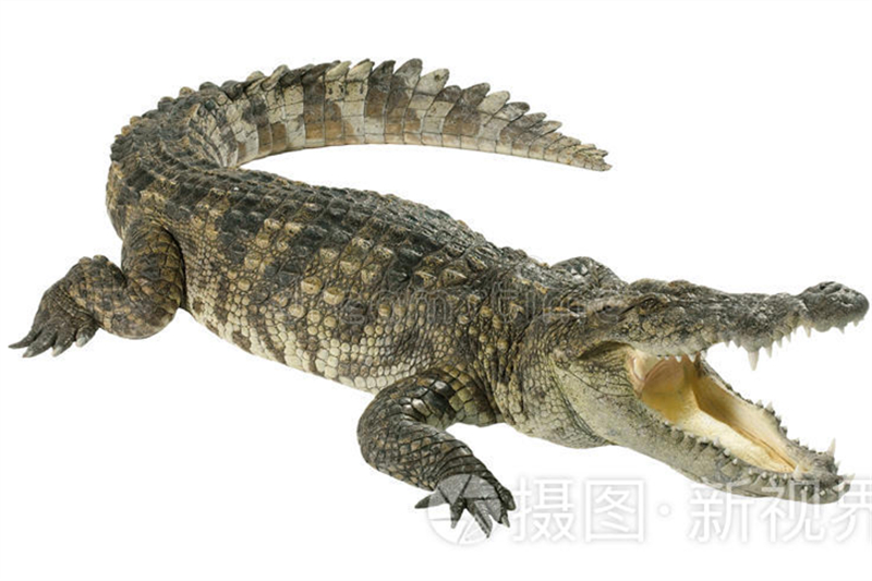 Видеть во сне крокодил