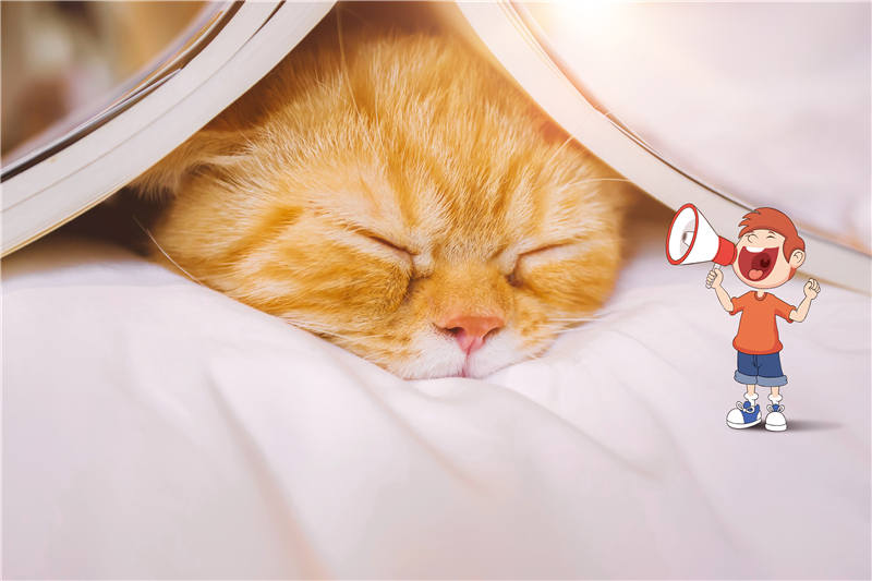 К чему снятся кошки/котенок? Толкование снов про кошек по разным сонникам