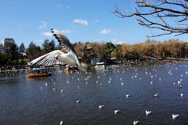 чаек и Seagull тысячам  в Парке  Зеленого озера Цуй-ху